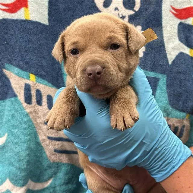A baby small-sized female Labrador Retriever dog named Frittata for adoption in San Antonio, TX
