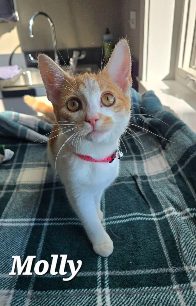 A baby small-sized female Domestic Short Hair cat named Molly for adoption in Sidney, OH