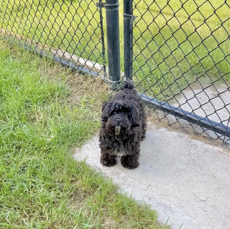 An adult small-sized female Black Poodle dog named Zara for adoption in Richmond, TX