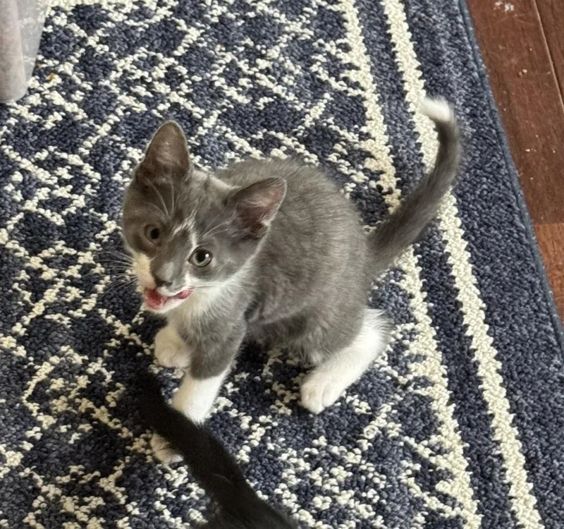 A baby medium-sized male Gray & White Domestic Short Hair cat named Godzilla for adoption in Clinton Township, MI