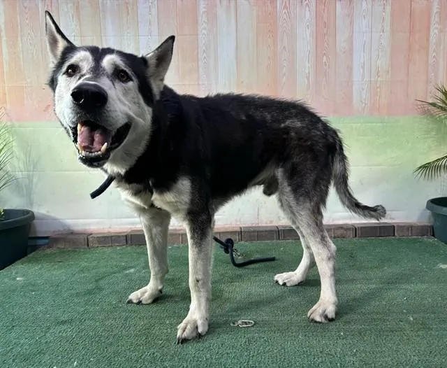An adult medium-sized male Siberian Husky dog named Jake for adoption in Baldwin Park, CA