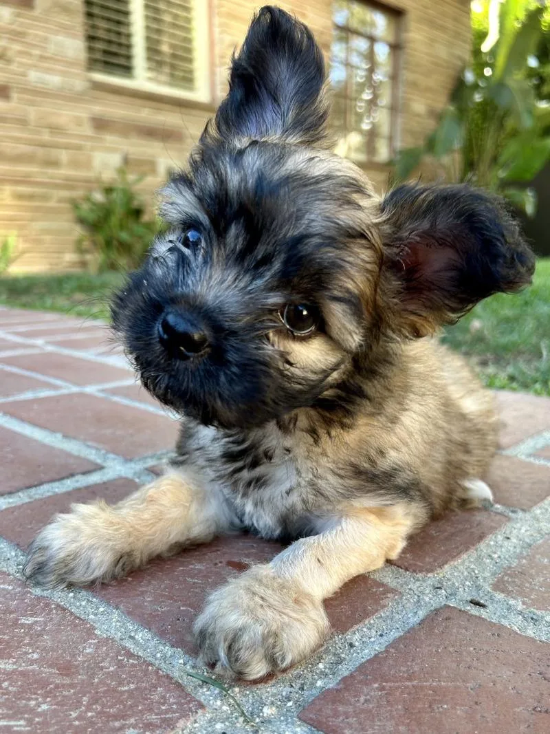 A young small-sized female Yellow / Tan / Blond / Fawn French Bulldog dog named ❤️ Lola for adoption in Valley Village, CA