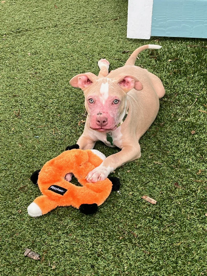 A baby small-sized male Apricot / Beige Pit Bull Terrier dog named Noah The Blue Eyed for adoption in Austin, TX