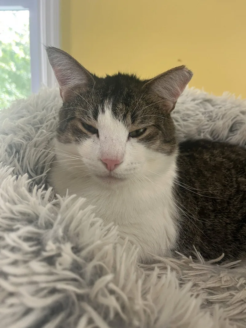A young medium-sized male Domestic Short Hair cat named Ruskin for adoption in Broomall, PA