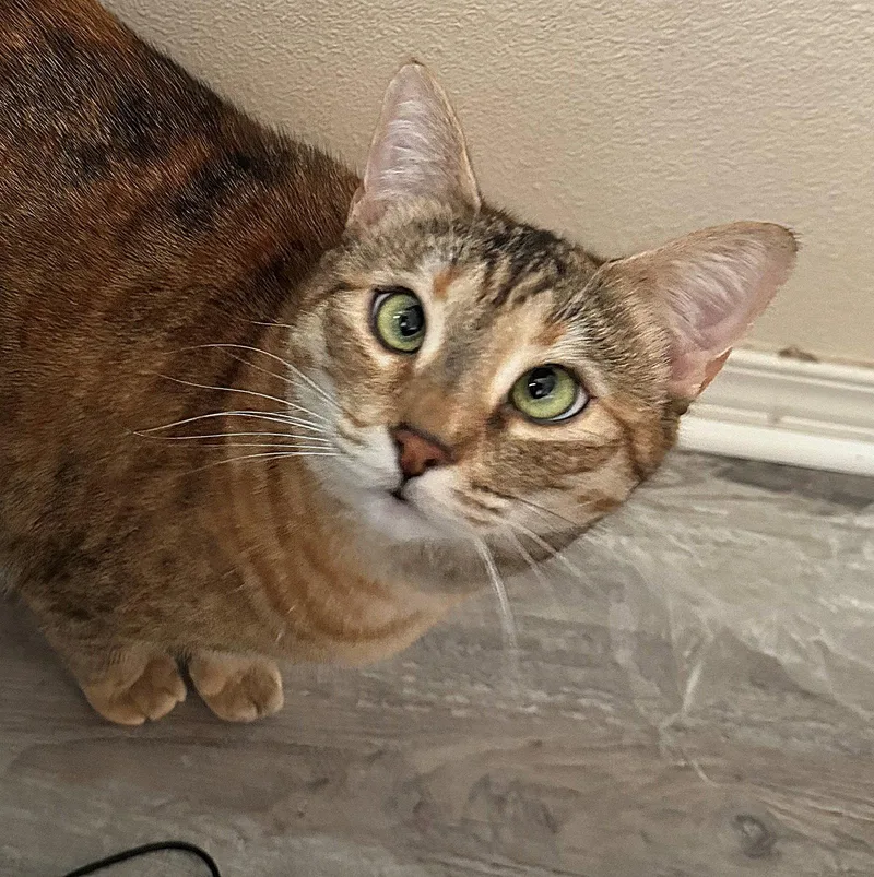 An adult medium-sized female Tabby cat named Cinder   Offered for adoption in Hillsboro, OR