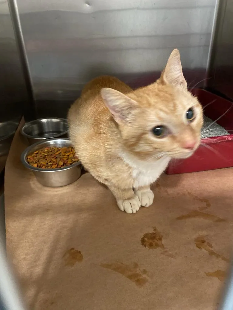 A young large-sized male Domestic Short Hair cat named Snake Eyes for adoption in Cartersville , GA