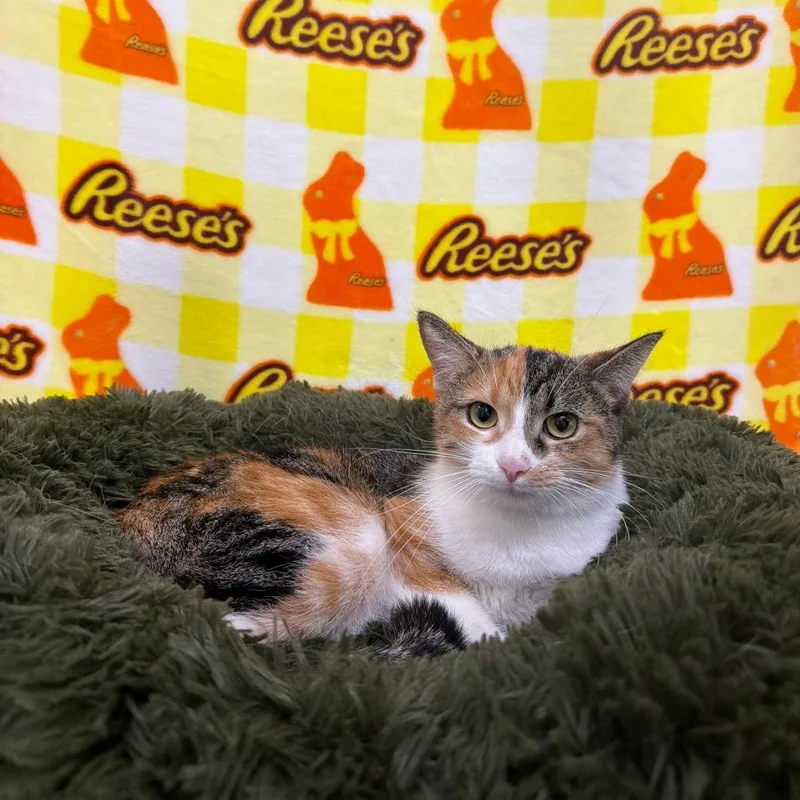 A young medium-sized female Calico Domestic Short Hair cat named Brioche for adoption in Deerfield, IL