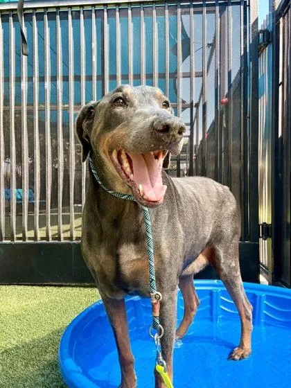 An adult large-sized male Doberman Pinscher dog named Kilo for adoption in Roseville, CA