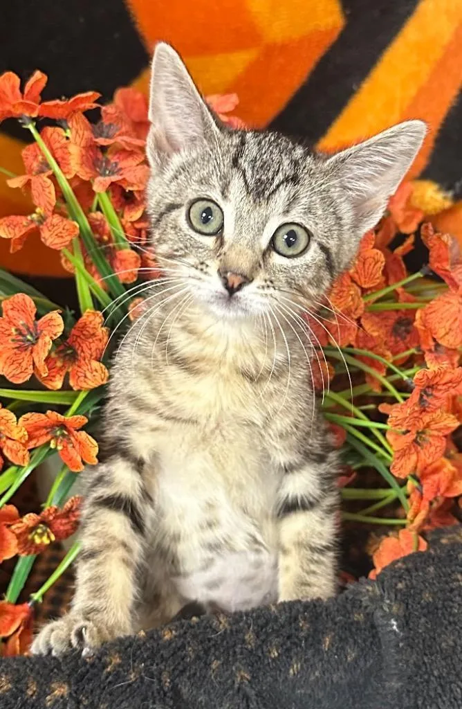 A baby small-sized female Domestic Short Hair cat named Artemis. for adoption in Stillwater, OK