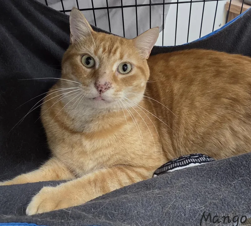 An adult medium-sized male Domestic Short Hair cat named Mango for adoption in Key Largo, FL