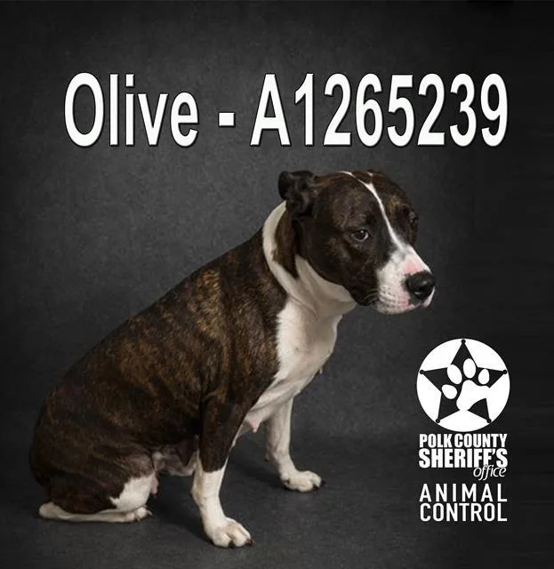 An adult medium-sized female American Bulldog dog named Olive for adoption in Winter Haven, FL