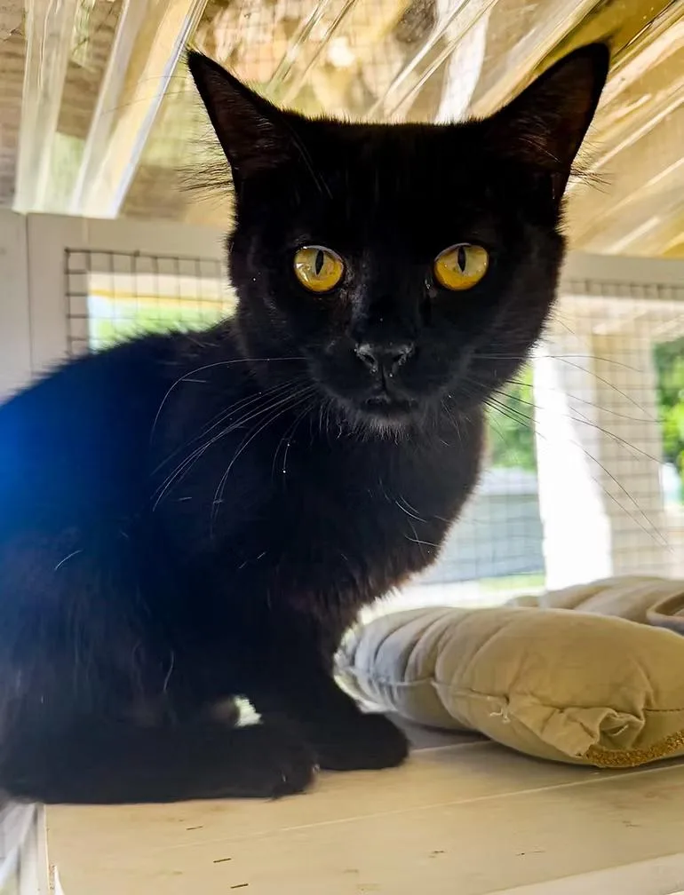 A young medium-sized female Black Domestic Short Hair cat named Kathiss for adoption in Winston Salem , NC