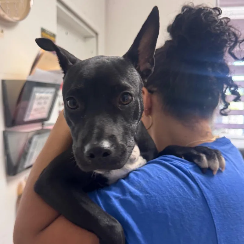 A young medium-sized female Mixed Breed dog named Azulita for adoption in Vieques, PR