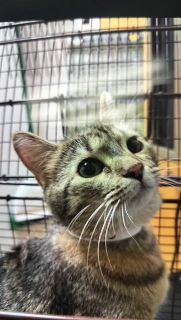 An adult medium-sized female Domestic Short Hair cat named Sabrina for adoption in Pueblo, CO