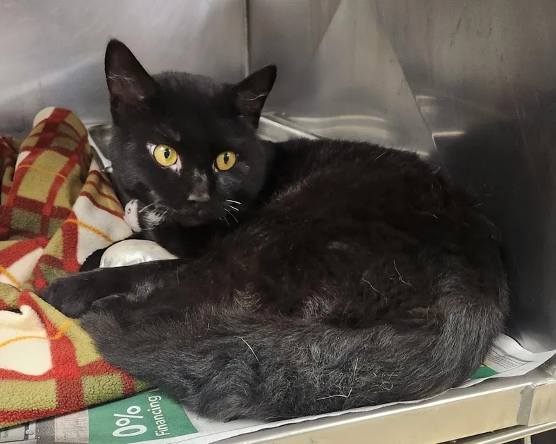 A young medium-sized male Black Domestic Short Hair cat named Dracula for adoption in Clayton, NJ