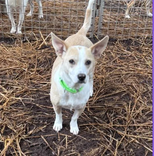 An adult medium-sized female Dachshund dog named Sandy for adoption in Pawleys Island, SC