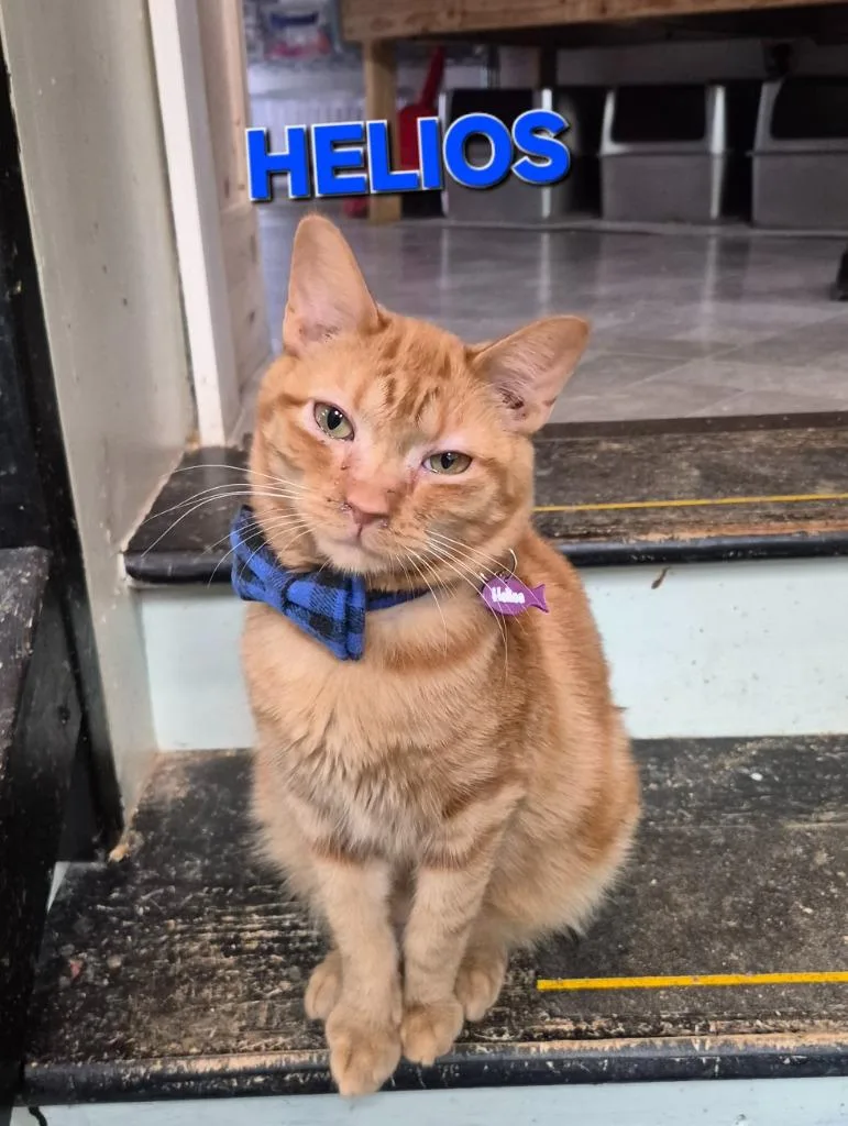 Helios Goodwill Calhoun