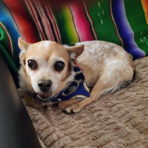 A senior small-sized male Bicolor Chihuahua dog named Chaplin NJ for adoption in Rockaway, NJ
