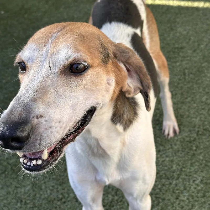 An adult medium-sized male Coonhound dog named Jett for adoption in LOXAHATCHEE, FL