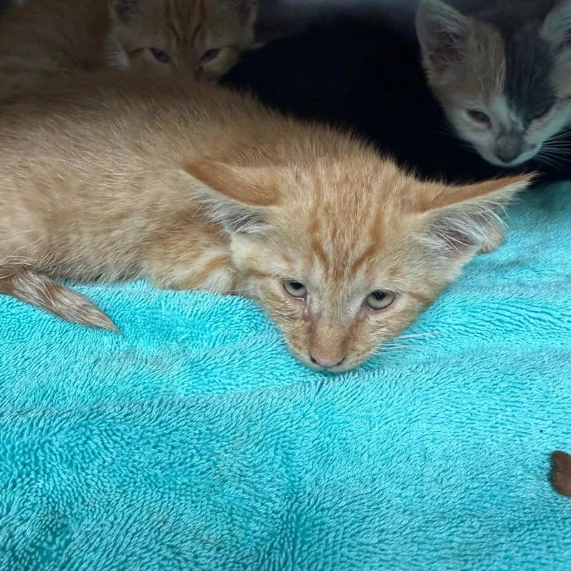 A baby small-sized female Orange / Red Domestic Short Hair cat named Parfair for adoption in Morganton, NC