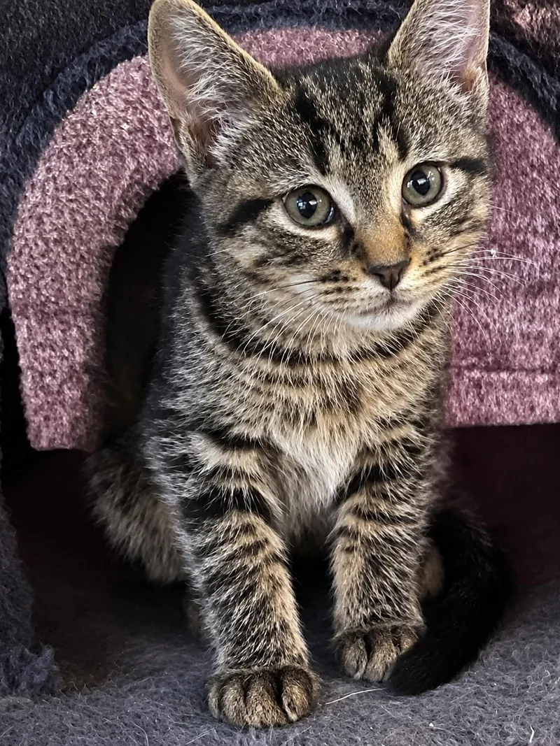 Angus