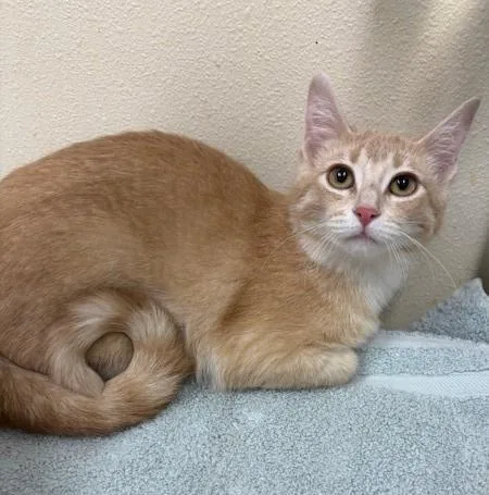 A young medium-sized female Domestic Short Hair cat named Teagan for adoption in Ladysmith, WI