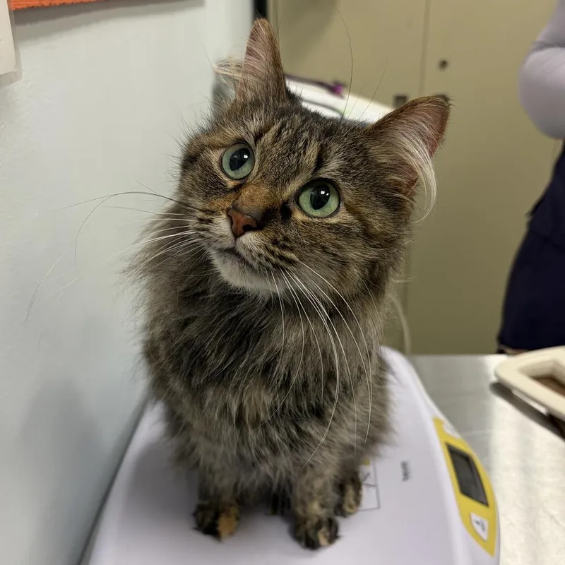 Nala