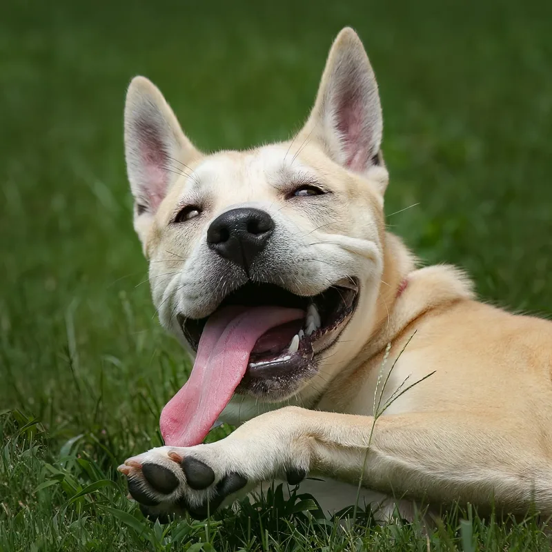 A young medium-sized female Husky dog named Nebula for adoption in Tomball, TX