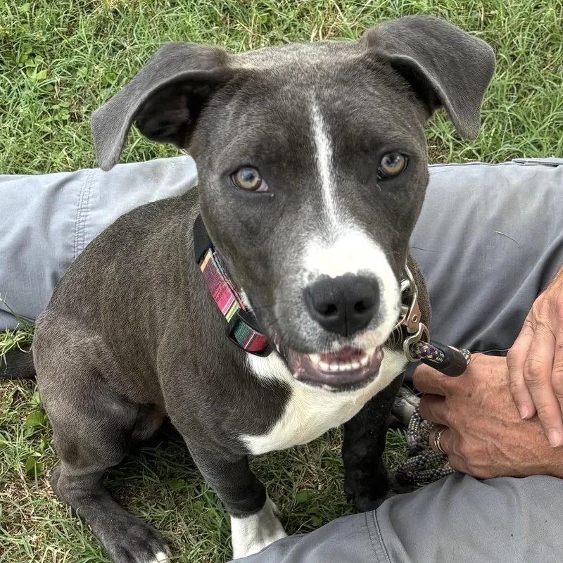 A young medium-sized female Pit Bull Terrier dog named Blossom for adoption in Queen City, TX