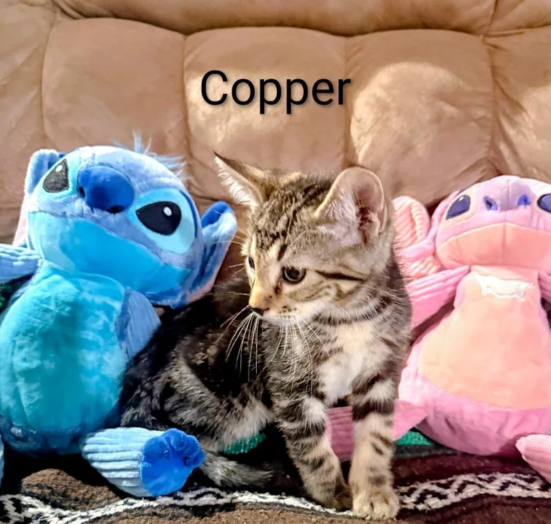 Copper