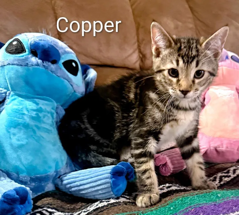 Copper thumbnail 2