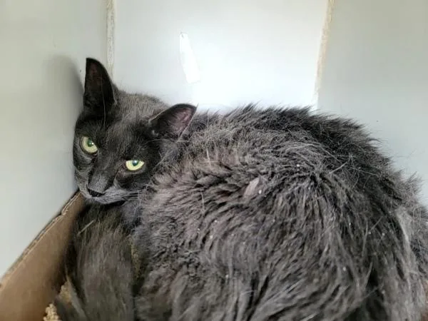 A senior medium-sized female Domestic Short Hair cat named Simone for adoption in Staten Island, NY