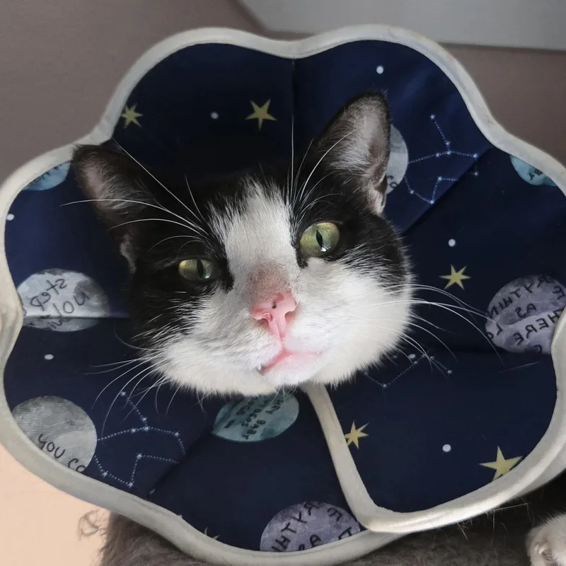 An adult medium-sized male Black & White / Tuxedo Domestic Short Hair cat named Bandit for adoption in Liverpool, TX