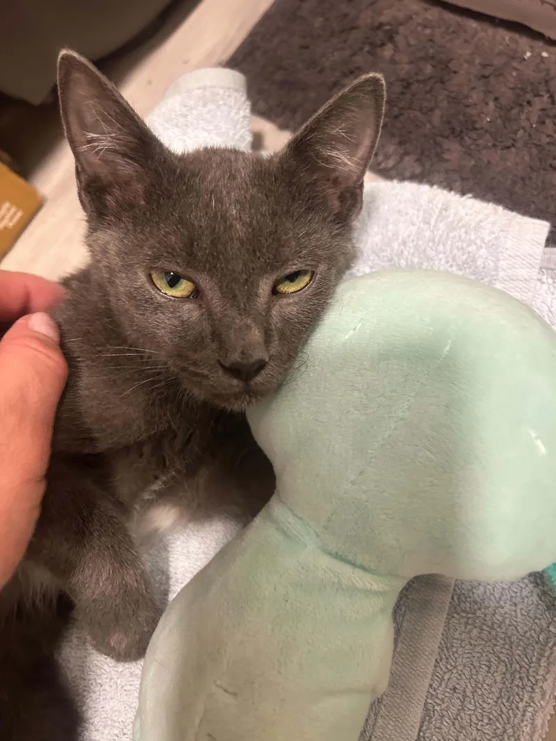 A baby small-sized male Domestic Short Hair cat named Gandalf for adoption in Coconut Creek, FL