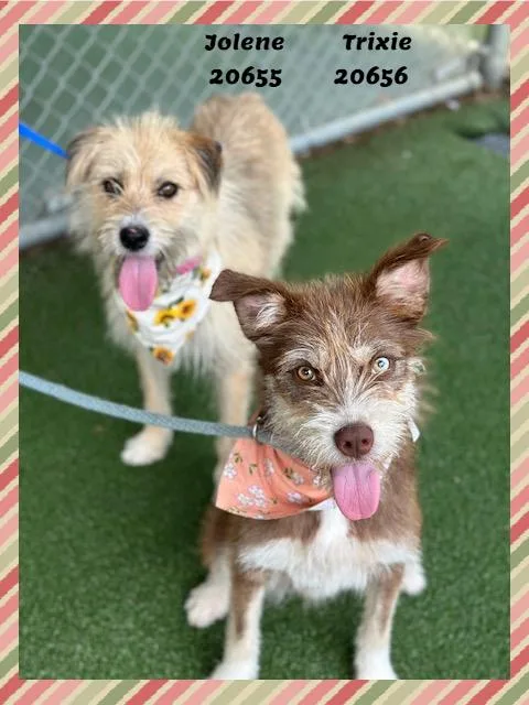 A young medium-sized female Yellow / Tan / Blond / Fawn Terrier dog named JOLENE see also TRIXIE for adoption in Marietta, GA