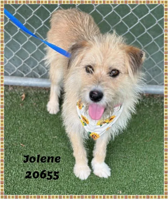 JOLENE see also TRIXIE thumbnail 5
