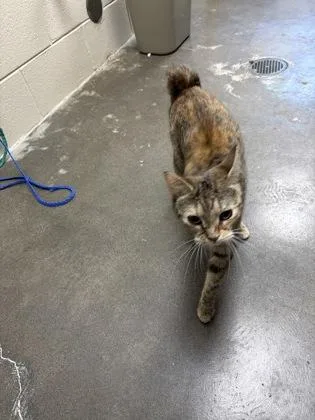 A young small-sized female Domestic Short Hair cat named Chloe for adoption in Wilkesboro, NC