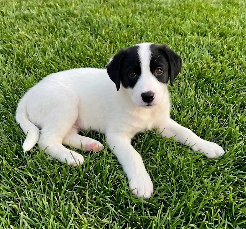 A baby medium-sized female Shepherd dog named Roxanne for adoption in Roswell, GA