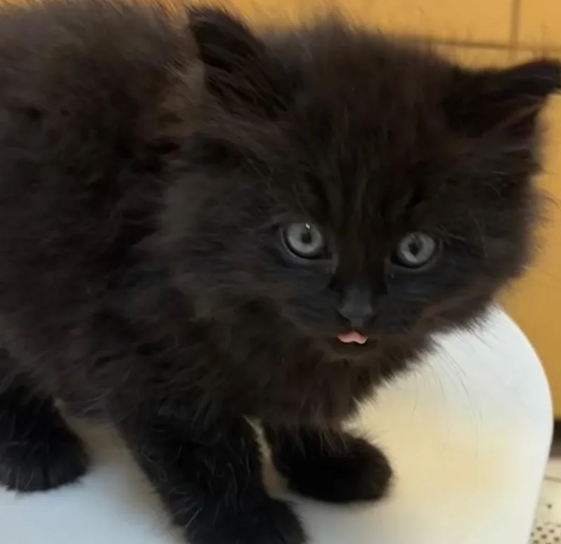 A baby small-sized male Domestic Long Hair cat named Cyborg for adoption in Elizabethton, TN