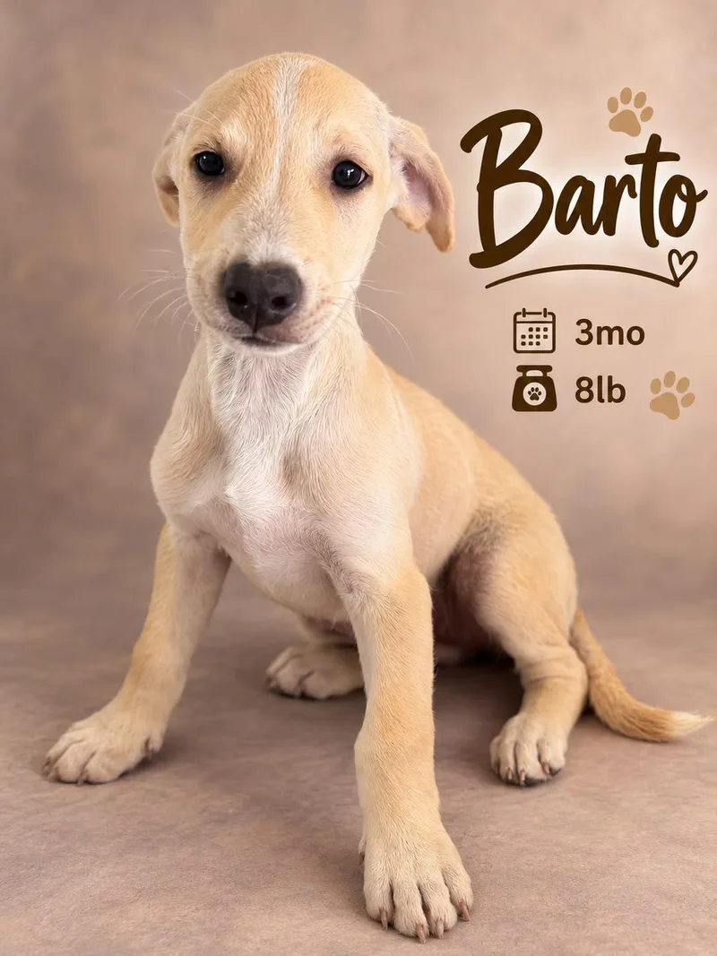 A baby medium-sized male Yellow / Tan / Blond / Fawn Labrador Retriever dog named Barto for adoption in New York, NY