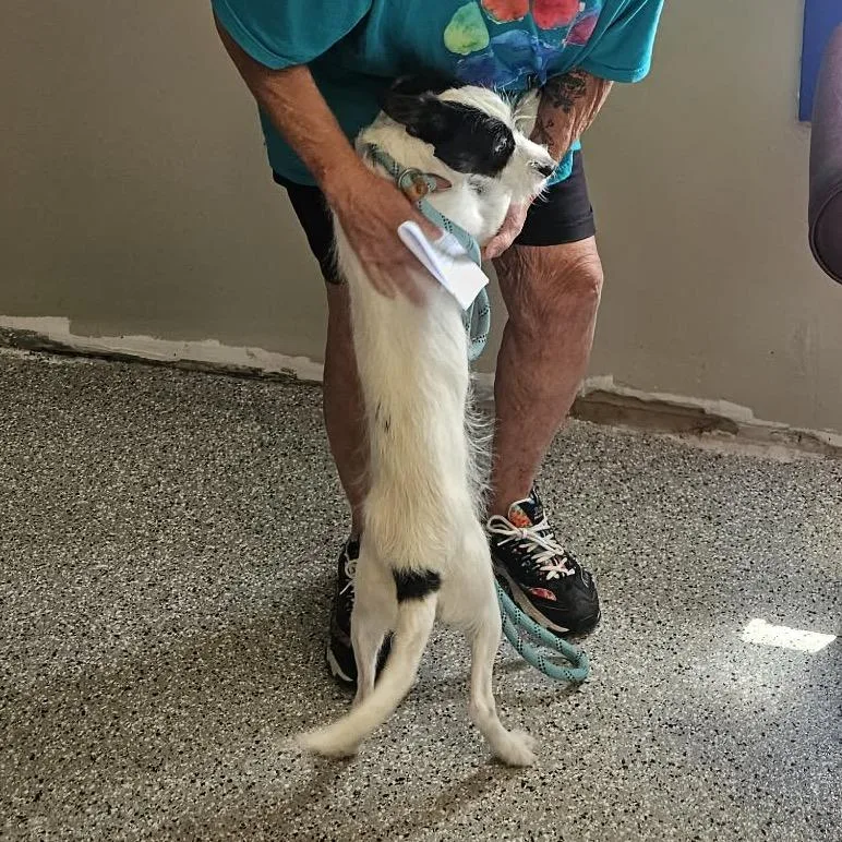 An adult small-sized male White / Cream Parson Russell Terrier dog named Gavin for adoption in Saint John, IN