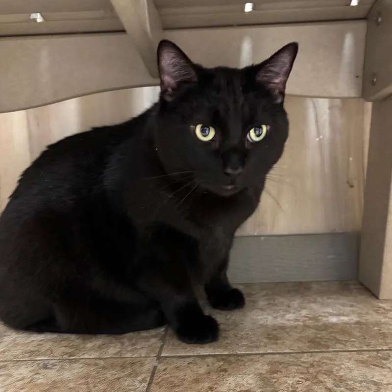 An adult extra large-sized male Black Domestic Short Hair cat named Benjamin for adoption in DeKalb, IL