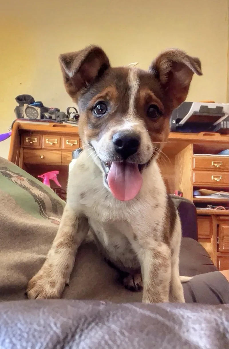 A young medium-sized female Australian Cattle Dog / Blue Heeler dog named Camie for adoption in Philadelphia, PA