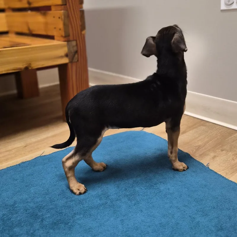 A baby small-sized female Black Chihuahua dog named Ella for adoption in Woodstock, IL
