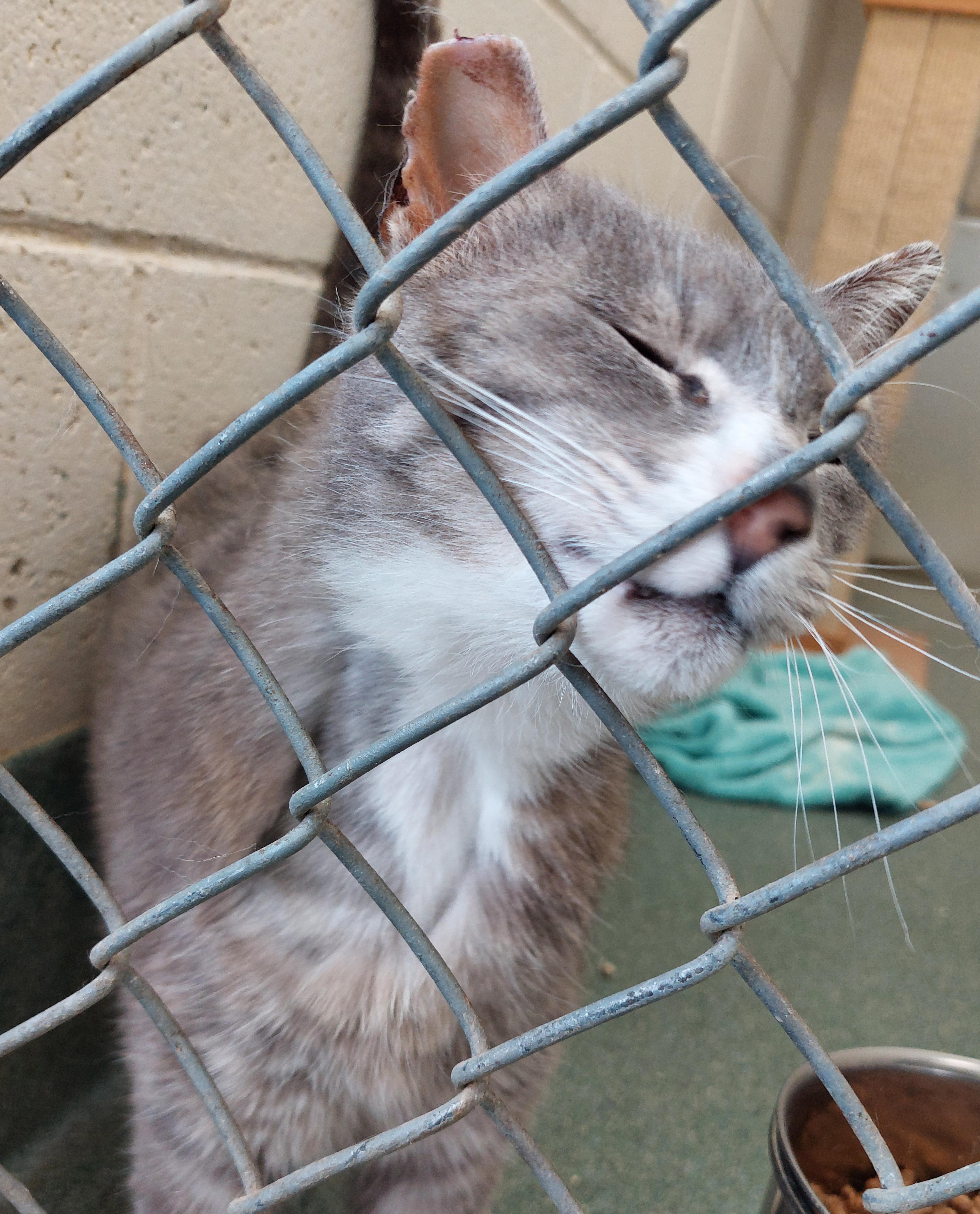 An adult medium-sized male Gray & White Domestic Short Hair cat named Oscar for adoption in Rehoboth, MA
