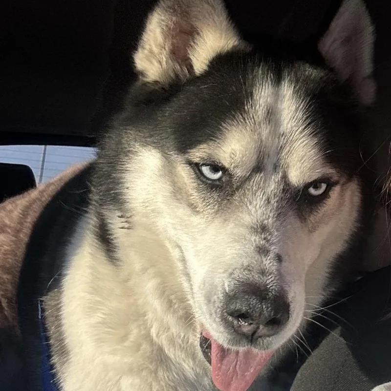 An adult large-sized male Black Siberian Husky dog named Sleven for adoption in West Des Moines, IA