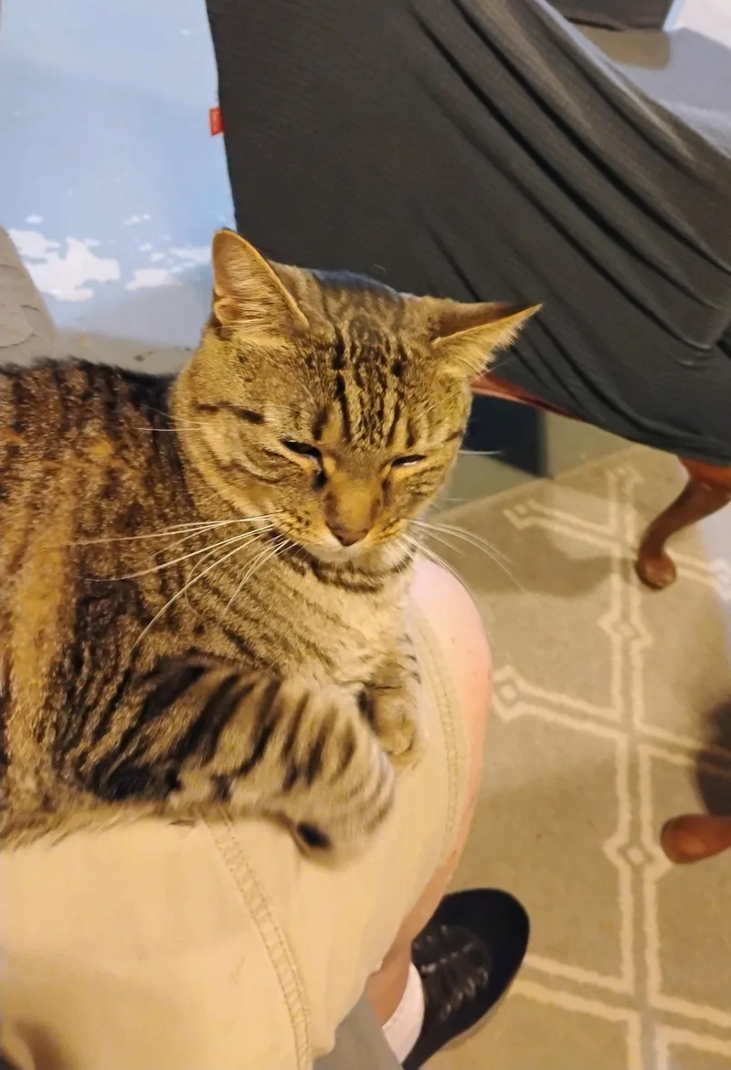 A baby medium-sized male Domestic Short Hair cat named Teddy for adoption in Nashville, TN