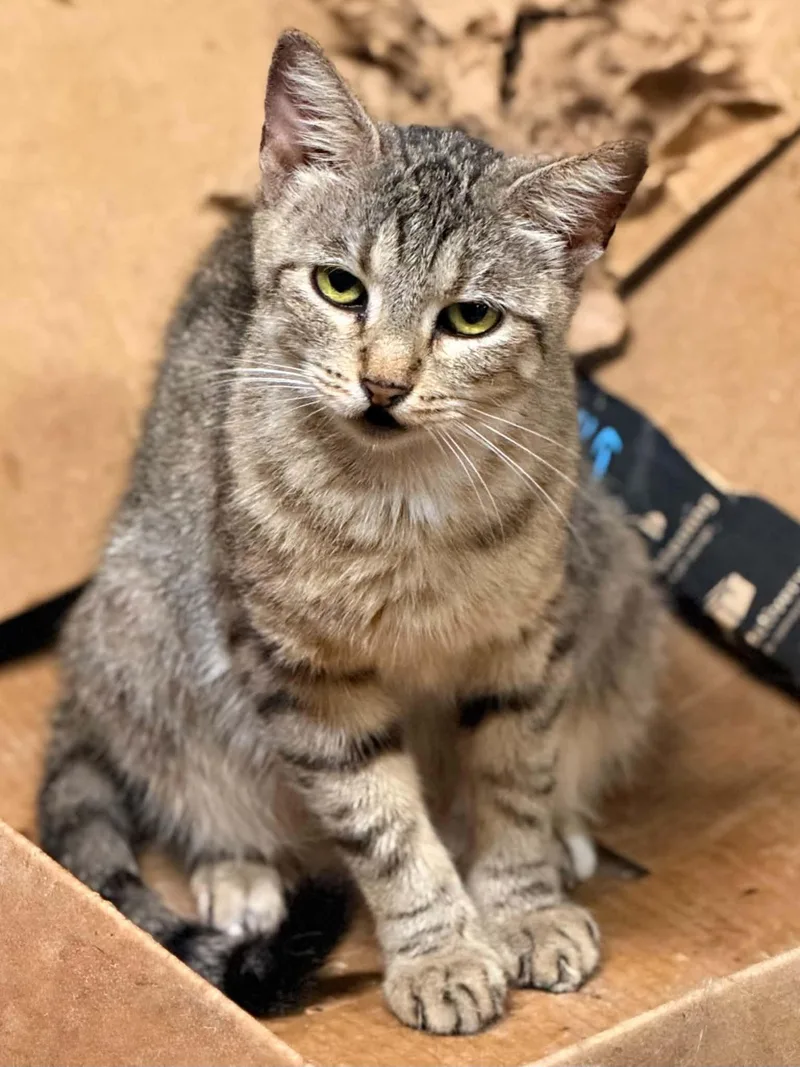 An adult small-sized female Tabby (Brown / Chocolate) Domestic Short Hair cat named Cher for adoption in Nashville, TN