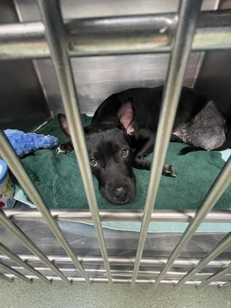 An adult medium-sized female Black Mixed Breed dog named Opal for adoption in New York, NY