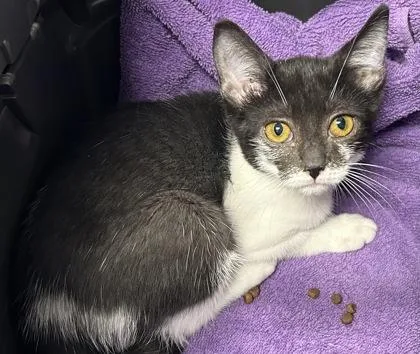 A young small-sized female Domestic Short Hair cat named B Giovanni for adoption in North Charleston, SC